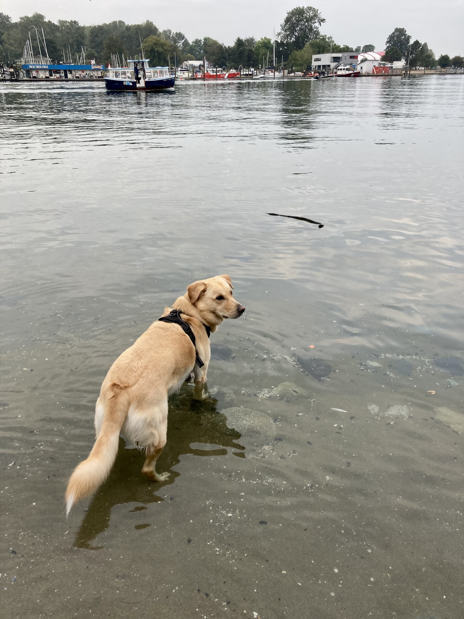 A golden retriever looks for someone to help retrieve a stick that has floated away in the water, further out than the dog wants to swim
