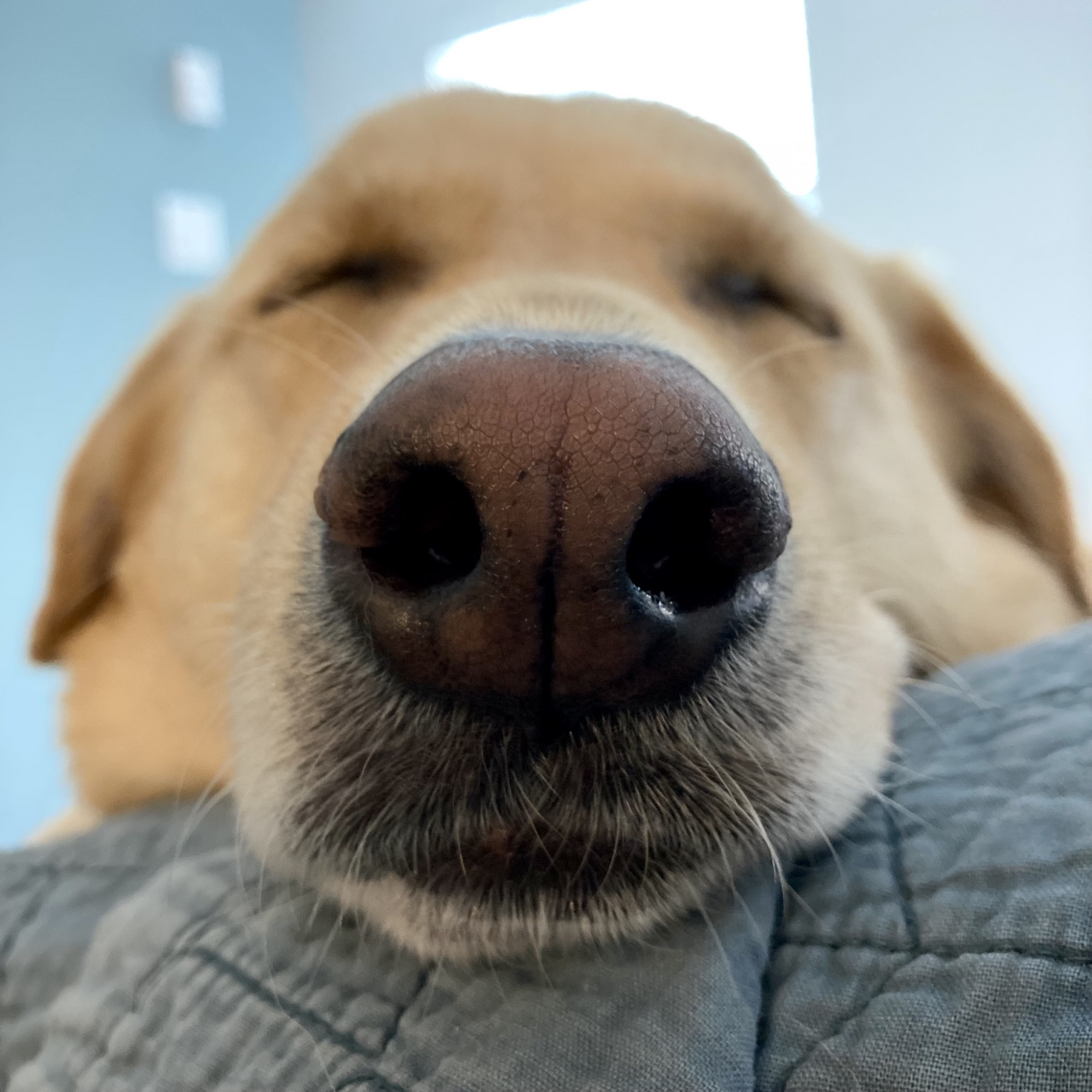 An extreme closeup of a golden Labrador's nose as his head rests on the back of the couch, eyes closed.