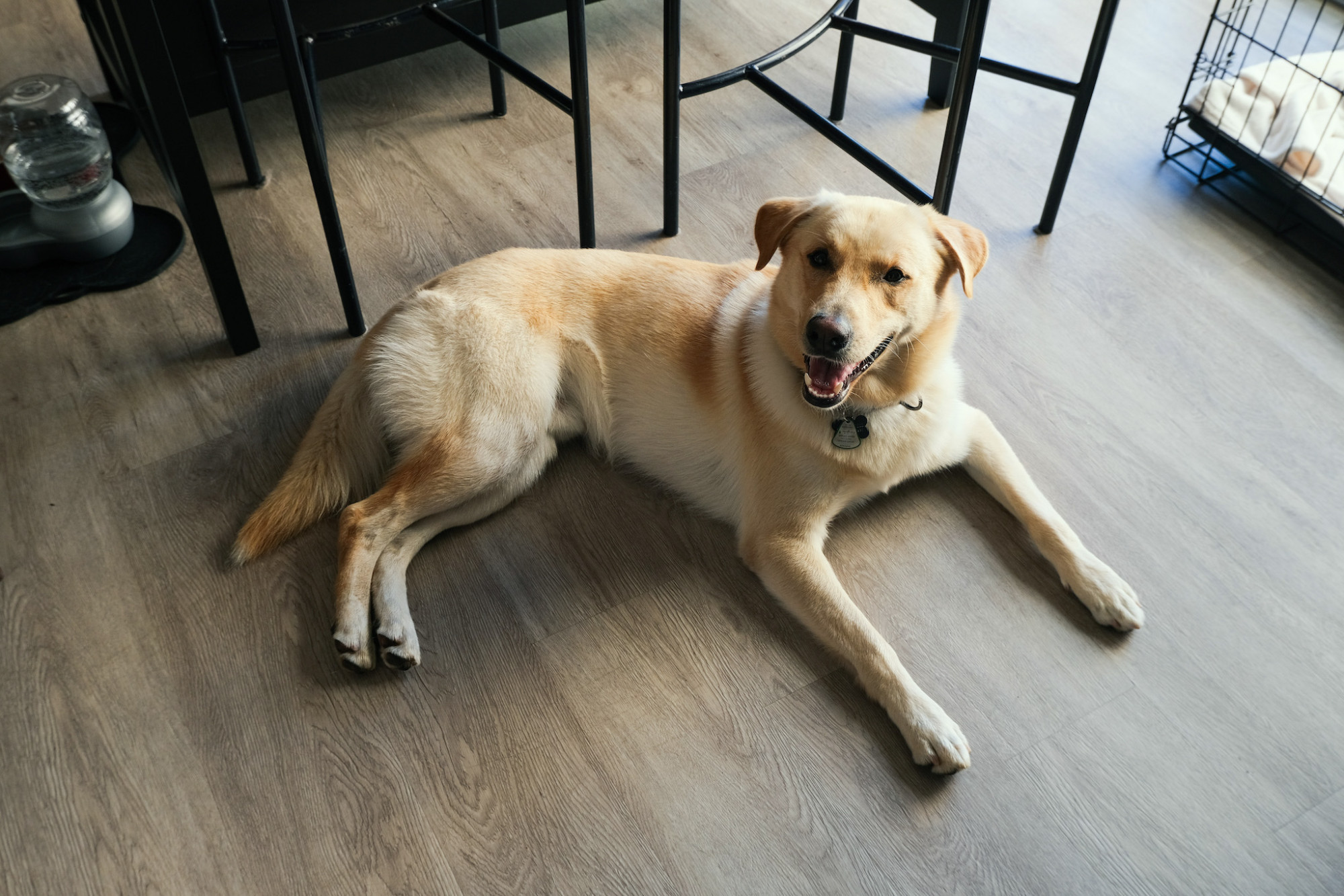 A golden Labrador lounges on the kitchen floor, and looks to be smiling