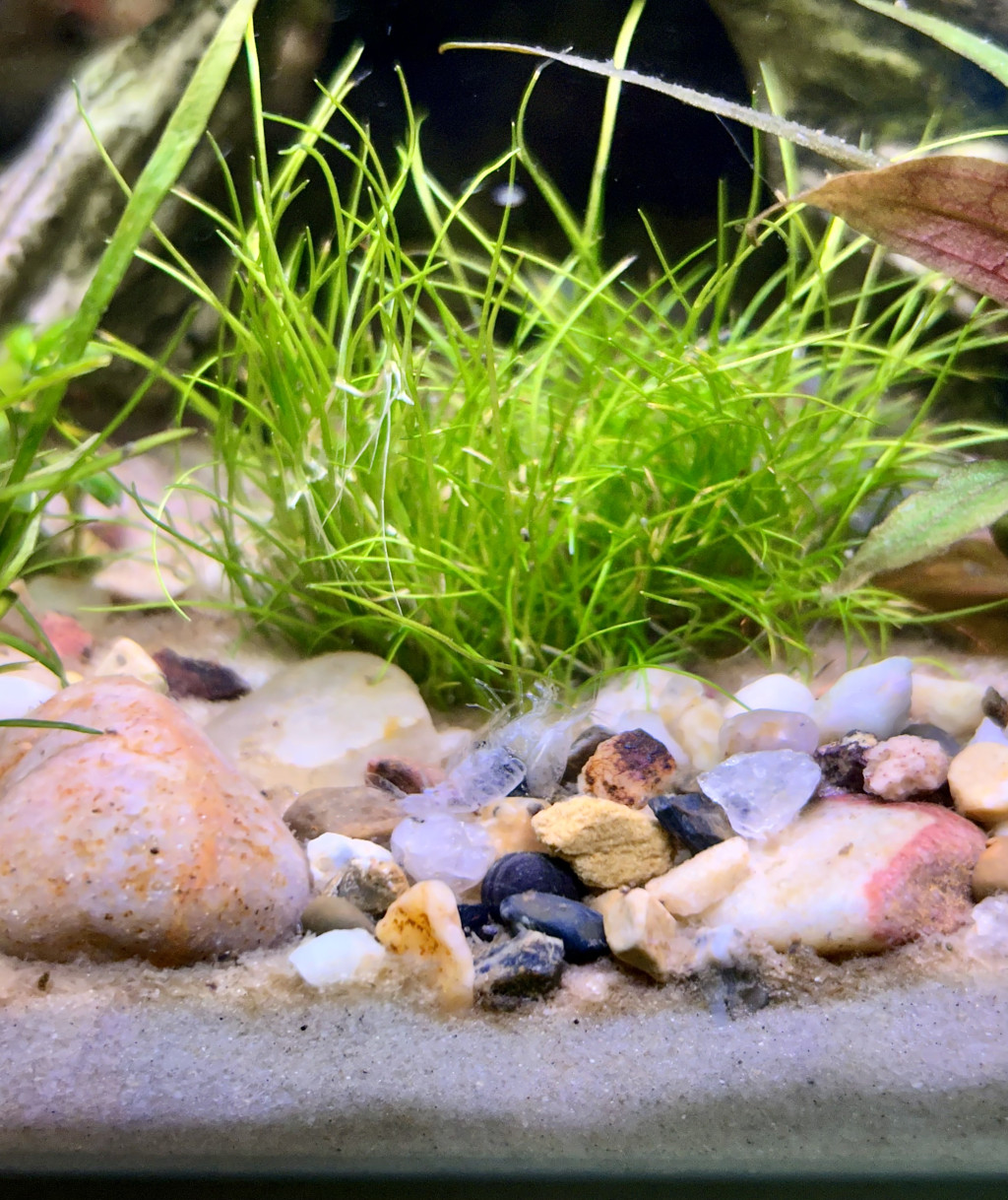 A clear, shrimp-shaped exoskeleton lays on the gravel in front of a clump of grass in a closeup view of an aquarium